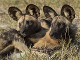 Africa 210 : Africa, African Wild Dog, Animal, Botswana, Chitabe, Mammal, Okavango